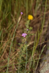 Petrorhagia nanteuilii