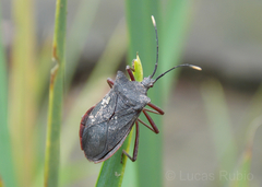 Anasa apicalis