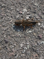 Gryllotalpa gryllotalpa
