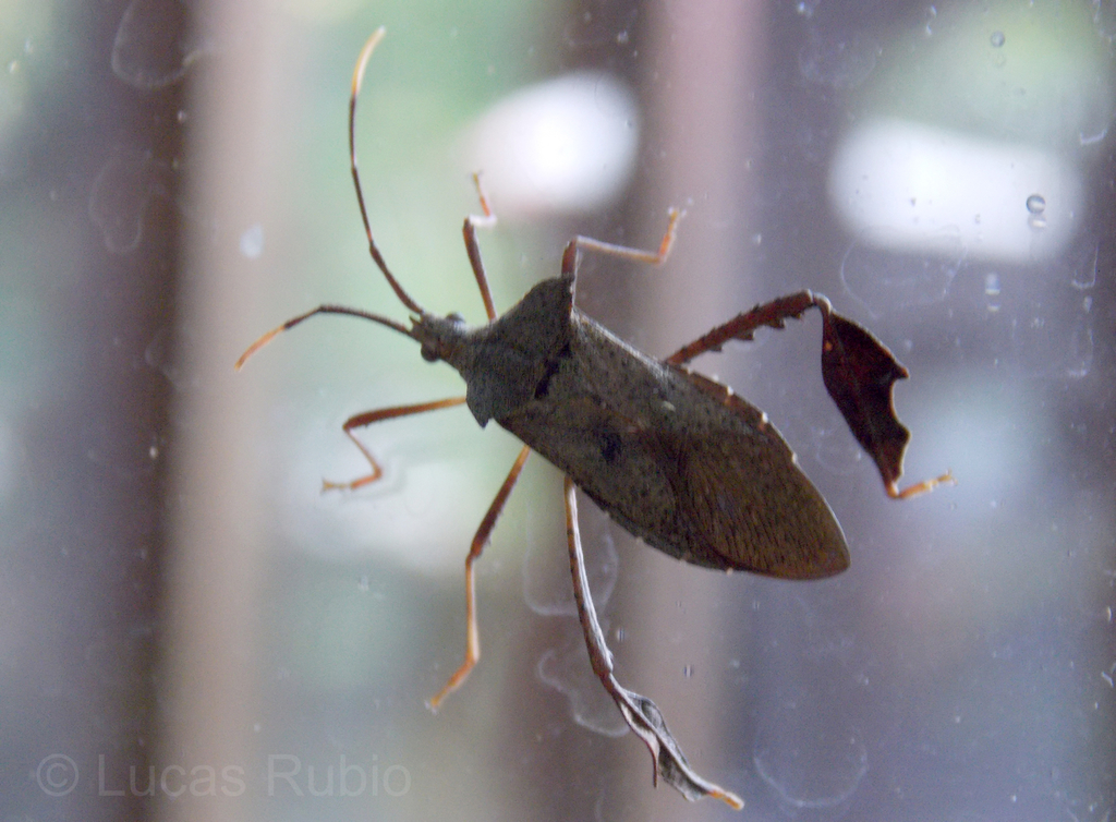 Empedocles luridus