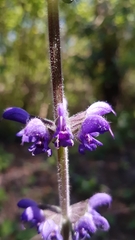 Salvia sclareoides