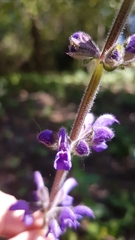 Salvia sclareoides