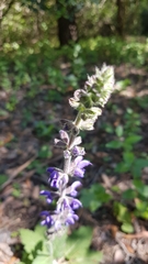 Salvia sclareoides