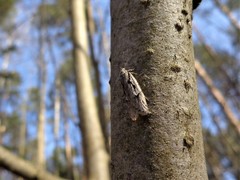 Semioscopis avellanella