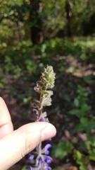 Salvia sclareoides