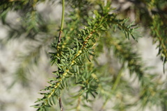 Banksia nutans