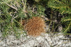 Banksia nutans