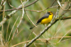 Myioborus melanocephalus