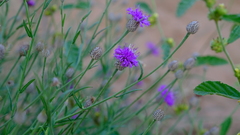 Parapolydora fastigiata