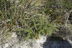 Banksia nutans