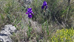 Iris pallida illyrica