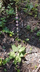 Salvia sclareoides