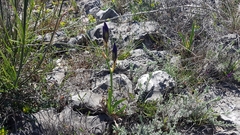 Iris pallida illyrica