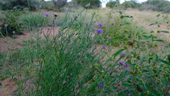 Parapolydora fastigiata