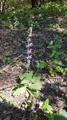 Salvia sclareoides