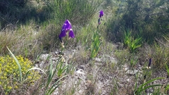 Iris pallida illyrica