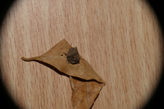 Cyrtocoris