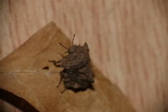 Cyrtocoris