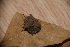 Cyrtocoris
