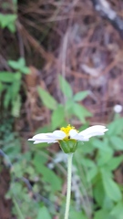 Sabazia multiradiata