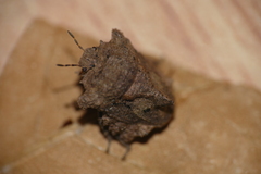 Cyrtocoris