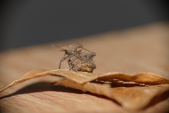 Cyrtocoris