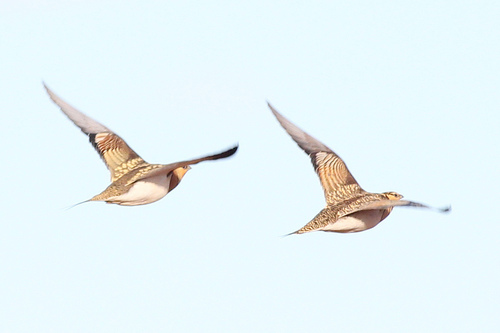 Ganga ibérica (Pterocles alchata)