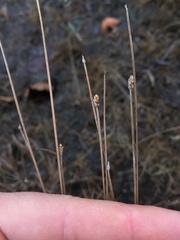 Eleocharis elliptica