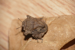Cyrtocoris