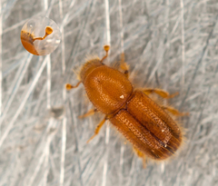 Dryocoetes autographus