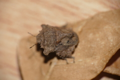 Cyrtocoris