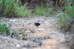 Sarothrura elegans