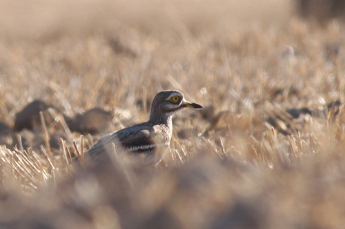 Alcaraván común (Burhinus oedicnemus)