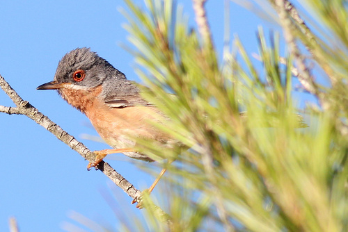 Curruca carrasqueña occidental (Curruca iberiae)