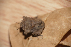 Cyrtocoris