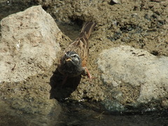 Emberiza striolata