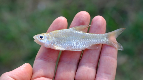 Hamilton's barb (Enteromius afrohamiltoni) — Cyprinidae — 2