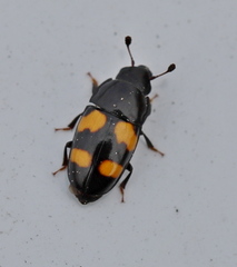 Glischrochilus grandis