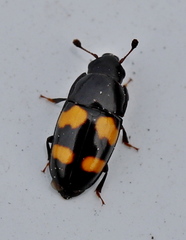 Glischrochilus grandis