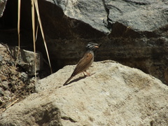 Emberiza striolata