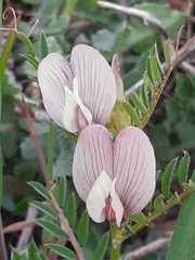 Vicia grandiflora