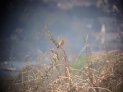 Saxicola rubicola