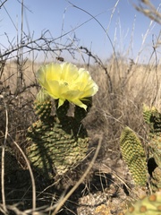 Opuntia leucotricha