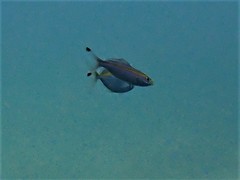 Pterocaesio chrysozona