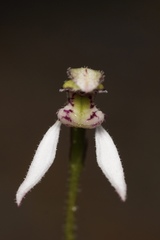 Eriochilus dilatatus