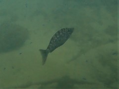 Lethrinus laticaudis