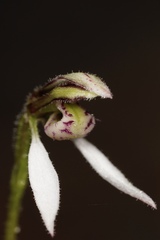 Eriochilus dilatatus