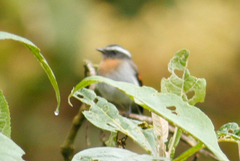 Ochthoeca rufipectoralis