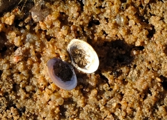 Corbicula fluminalis