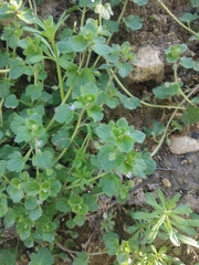 Veronica hederifolia